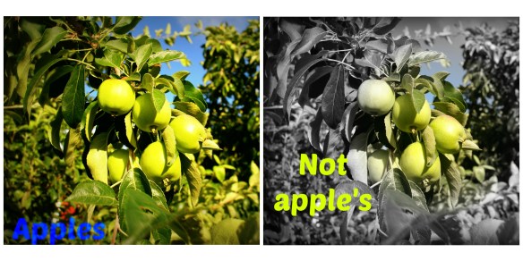 apples Collage