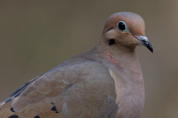 mourning-dove-1980911_1920