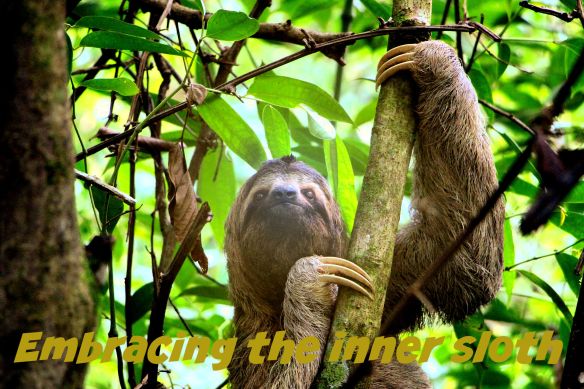 sloth-2759724_1920